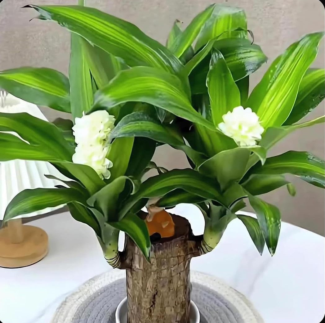 Brazilian Lucky Wood Plant