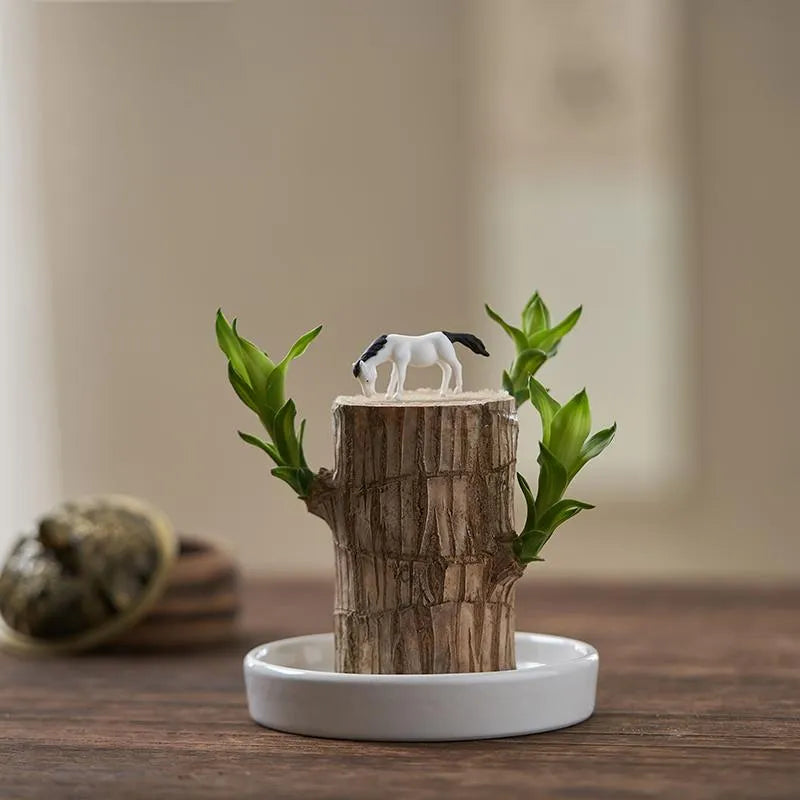 Brazilian Lucky Wood Plant