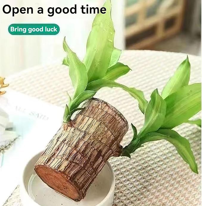 Brazilian Lucky Wood Plant