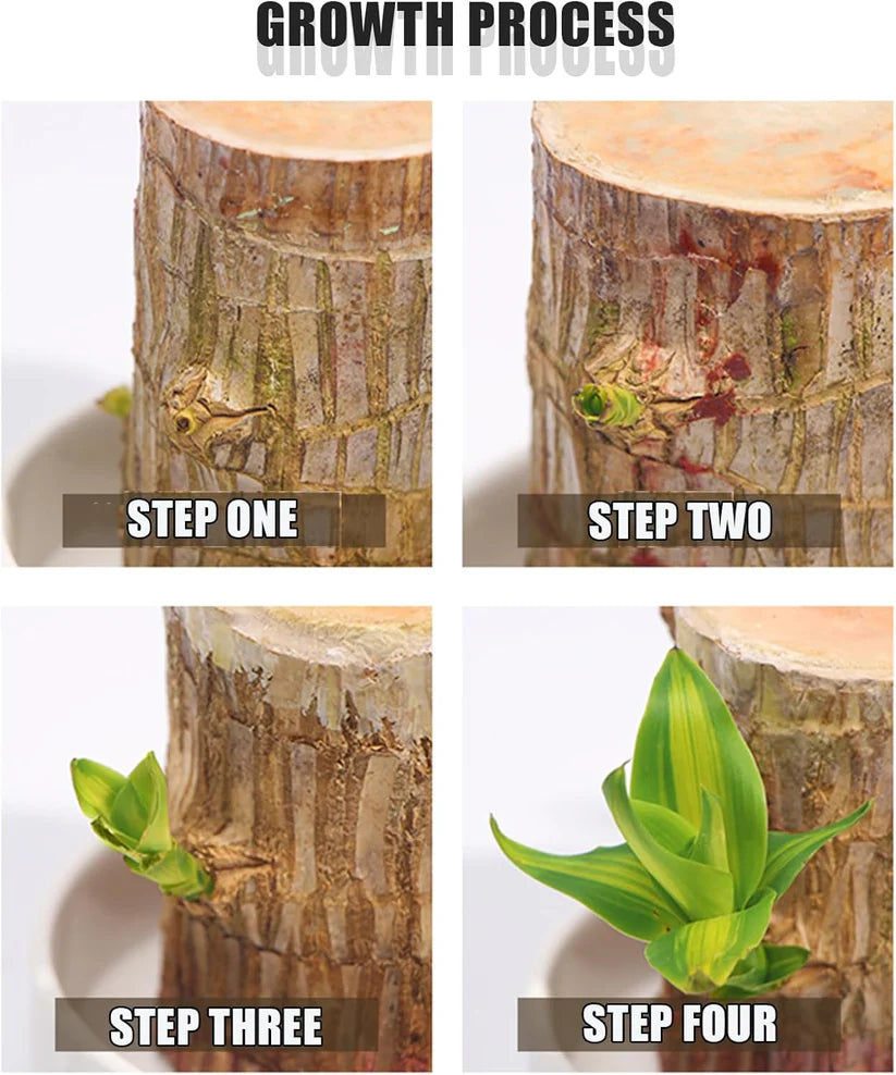 Brazilian Lucky Wood Plant