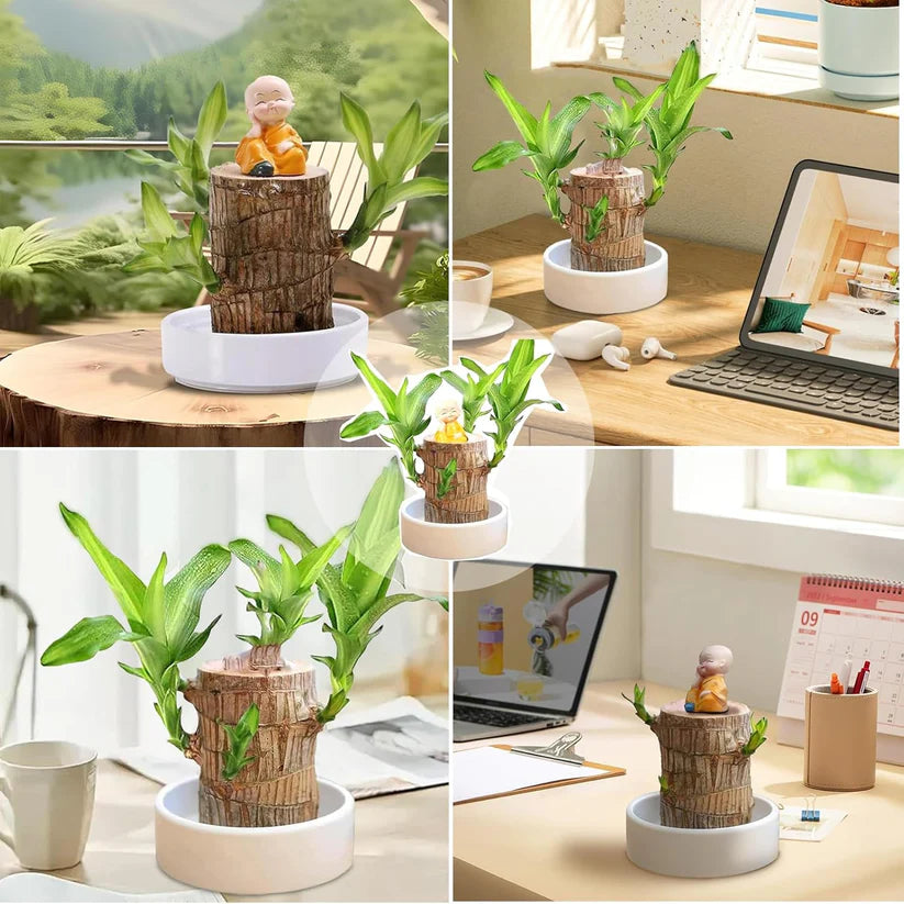 Brazilian Lucky Wood Plant