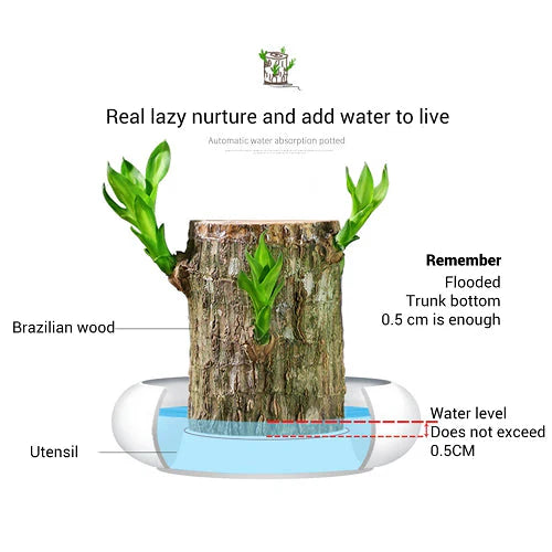 Brazilian Lucky Wood Plant